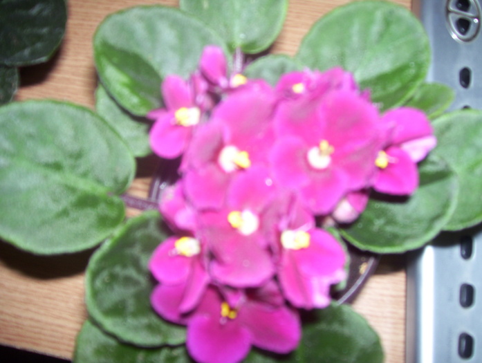 Picture 097 - violete