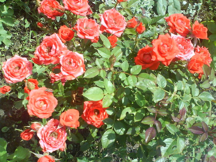 DSC02922 - trandafiri 2010