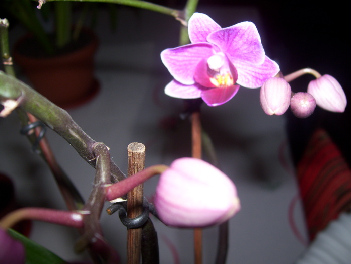 100_4884 - orhidee