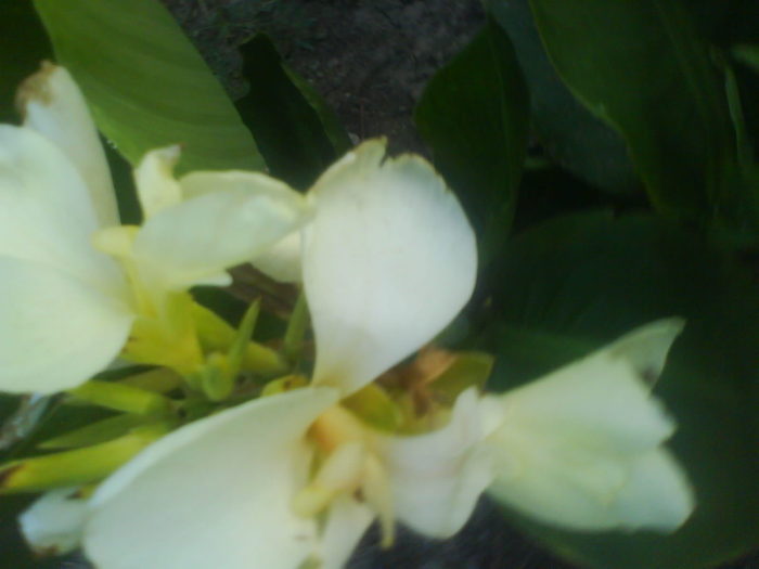 DSC02783 - canna indica 12 cul