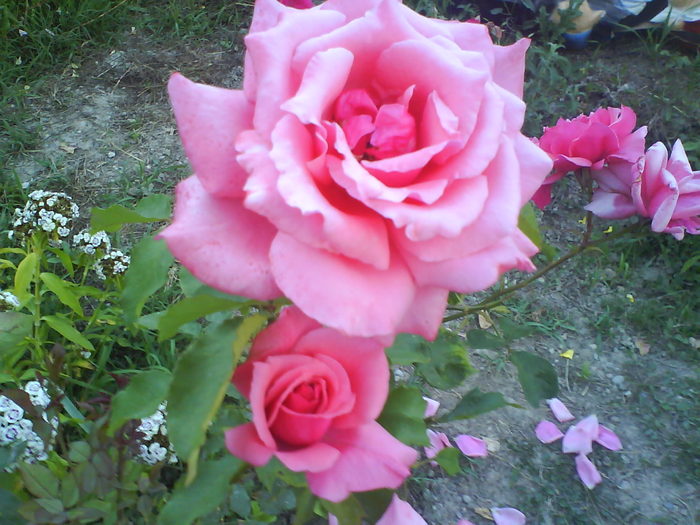 DSC02163 - trandafiri 2010