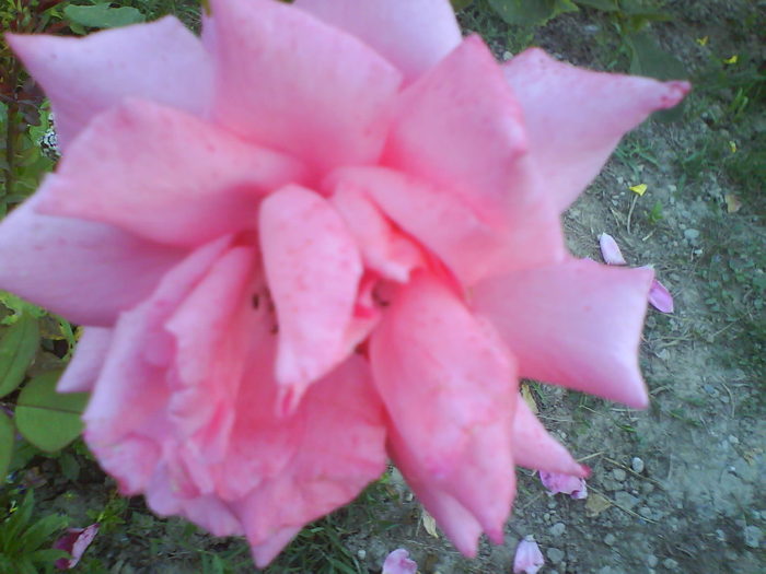 DSC02164 - trandafiri 2010