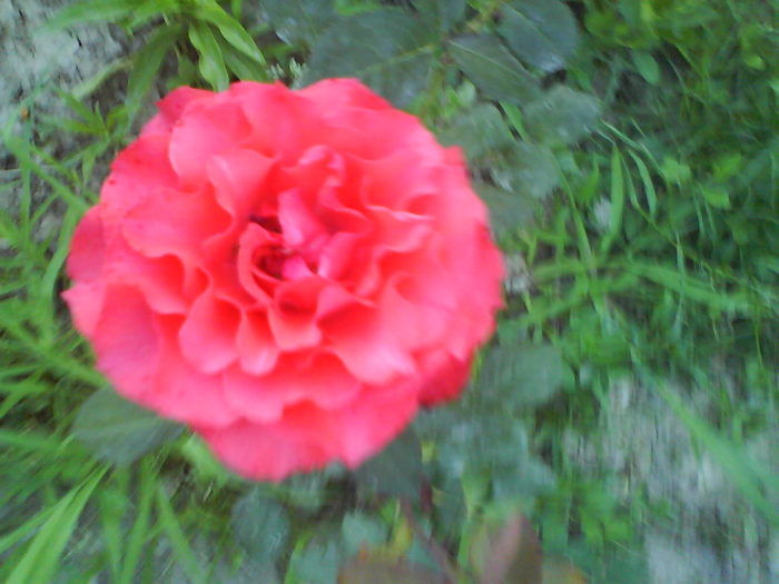 DSC02169 - trandafiri 2010