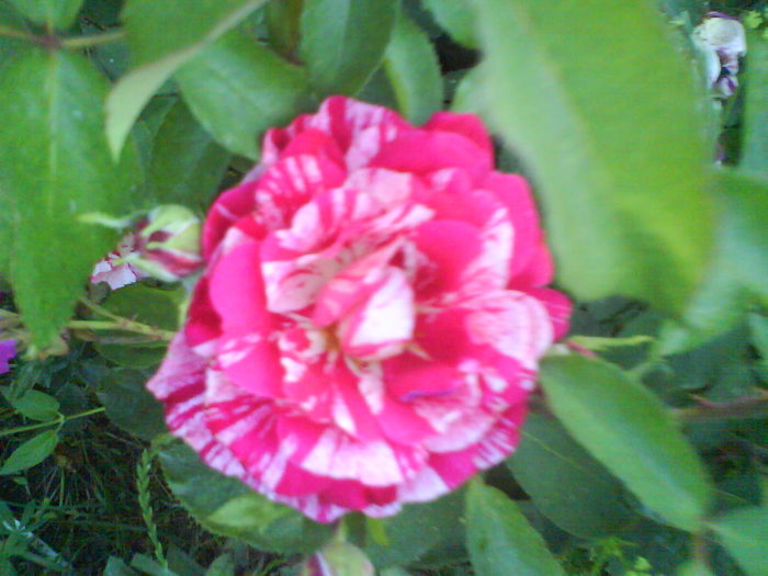 DSC02173 - trandafiri 2010
