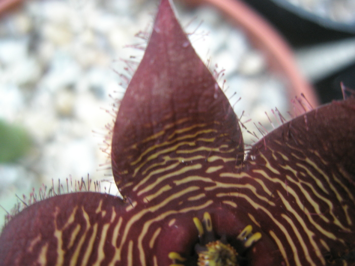 tigrida - petala - Stapelia