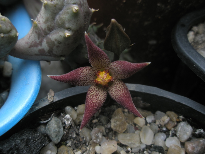 Piaranthus - floare si boboc - Piaranthus