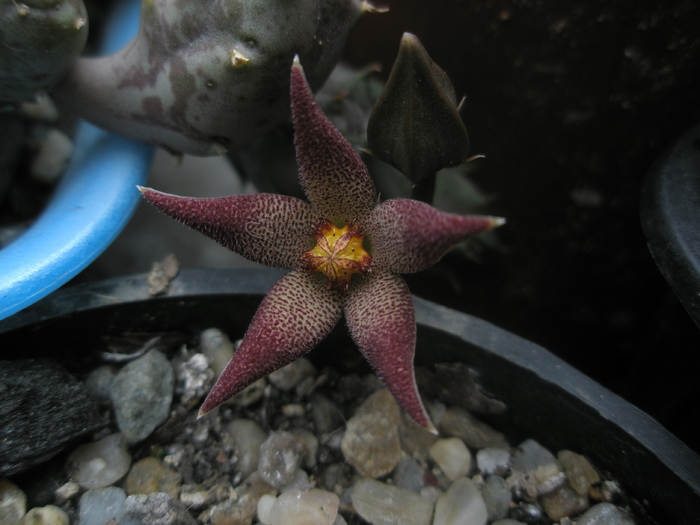 Piaranthus foetidus - floare 03.10 - Piaranthus