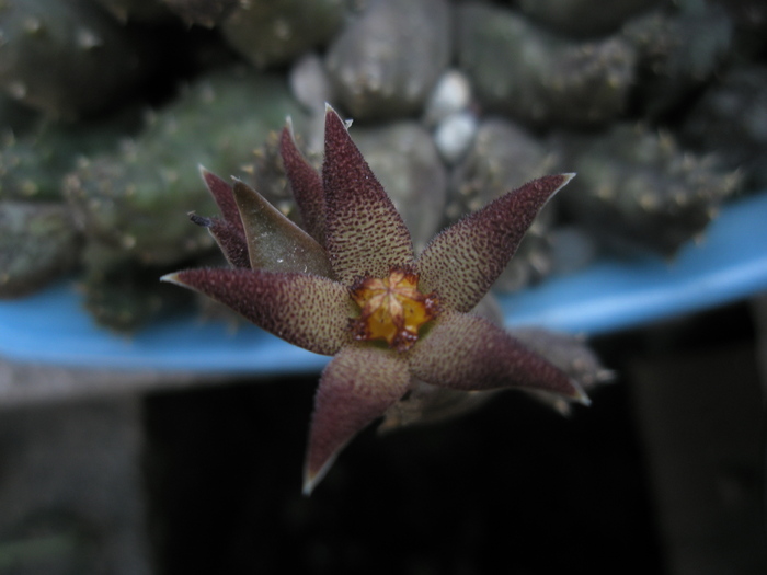 Piaranthus foetidus - floare 13.10 - Piaranthus