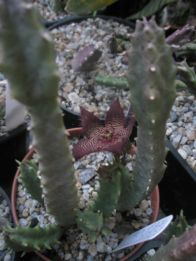 Stapelia revoluta v. tigrida - 13.10 - Stapelia