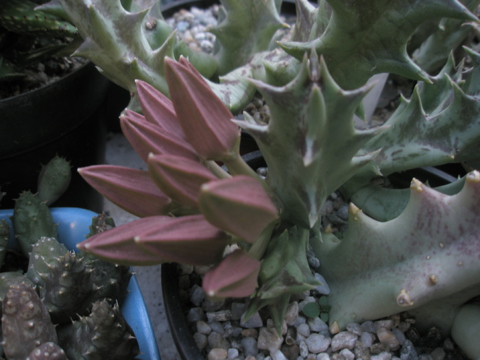 Orbeopsis lutea - boboci 13.10 - Orbea