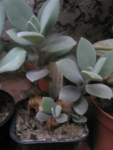 Senecio sempervivus v. grantii - 10.10 - Plante cu CAUDEX