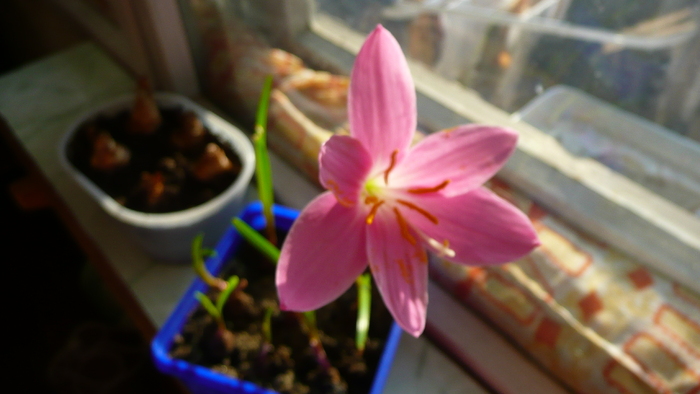 P1200149 - Zephyranthes la 5 zile de la plantare