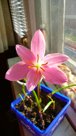 P1200151 - Zephyranthes la 5 zile de la plantare