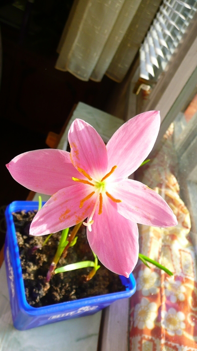 P1200153 - Zephyranthes la 5 zile de la plantare