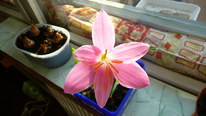 P1200158 - Zephyranthes la 5 zile de la plantare