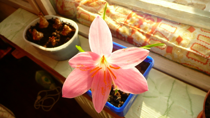 P1200160 - Zephyranthes la 5 zile de la plantare