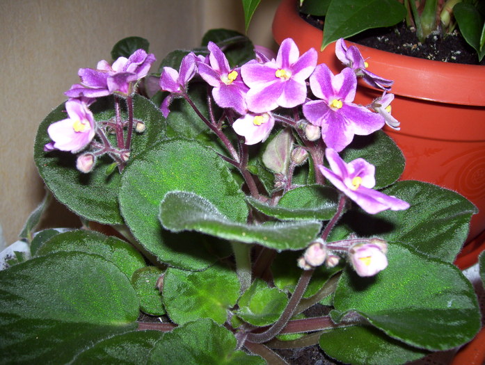 Picture 122 - violete