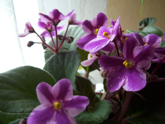 Picture 124 - violete