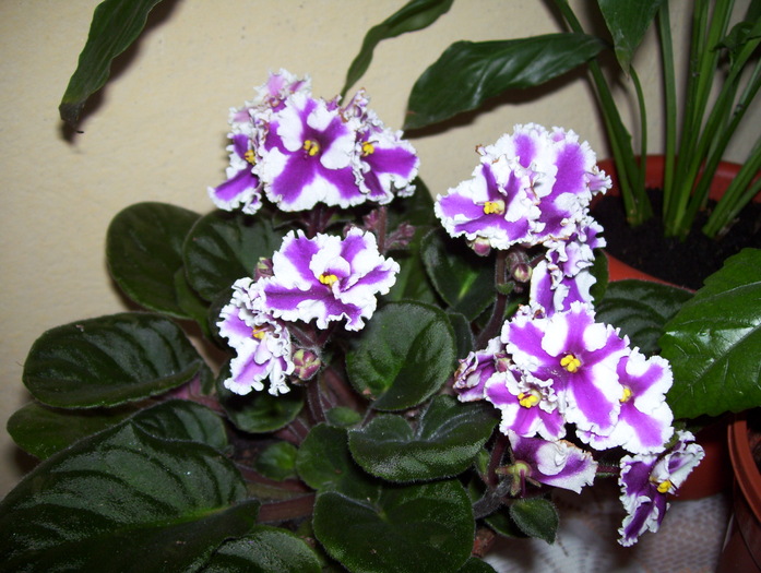 Picture 044 - violete