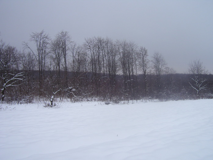 Picture 197 - iarna