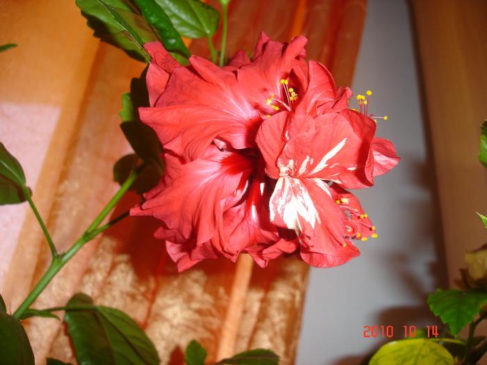 DSC09485 - hibiscus 2010