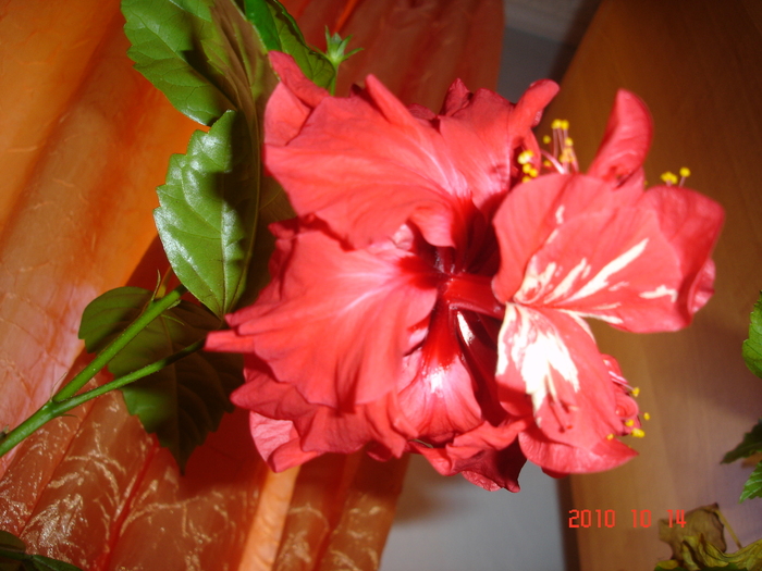 DSC09486 - hibiscus 2010