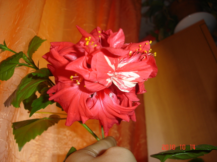 DSC09488 - hibiscus 2010