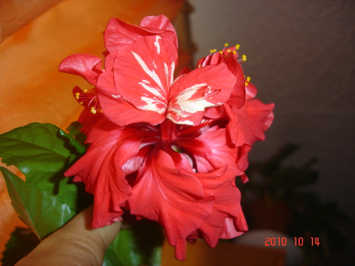 DSC09491 - hibiscus 2010