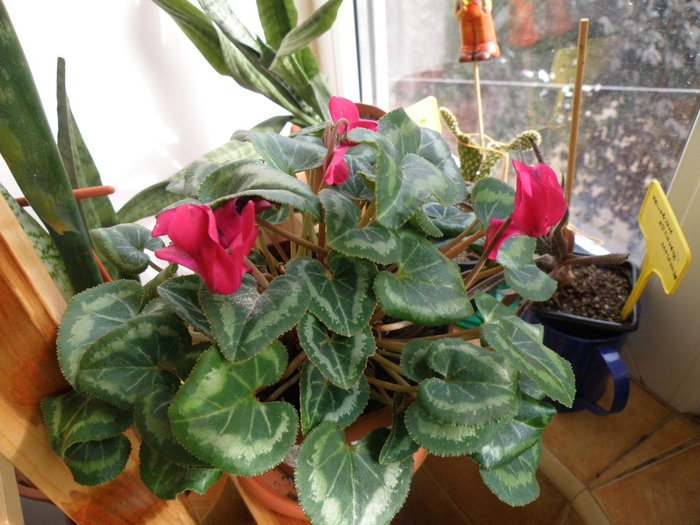 cyclamen