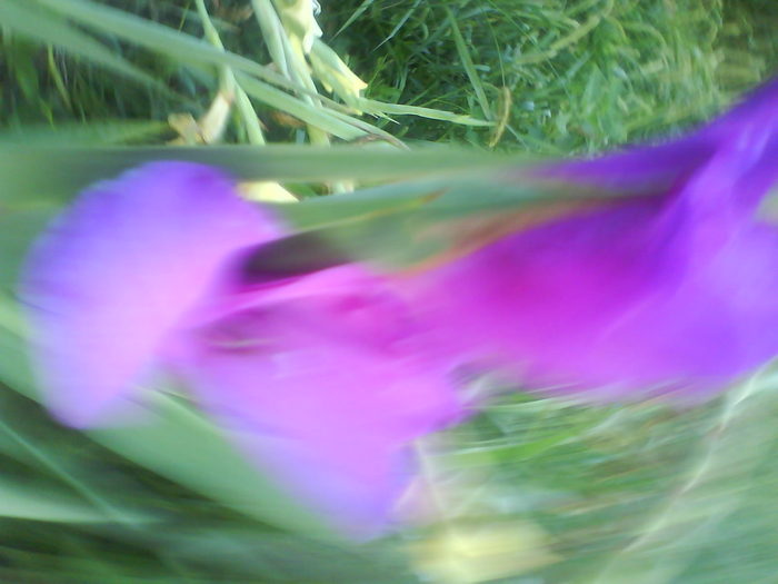 DSC02685 - gladiole 2010