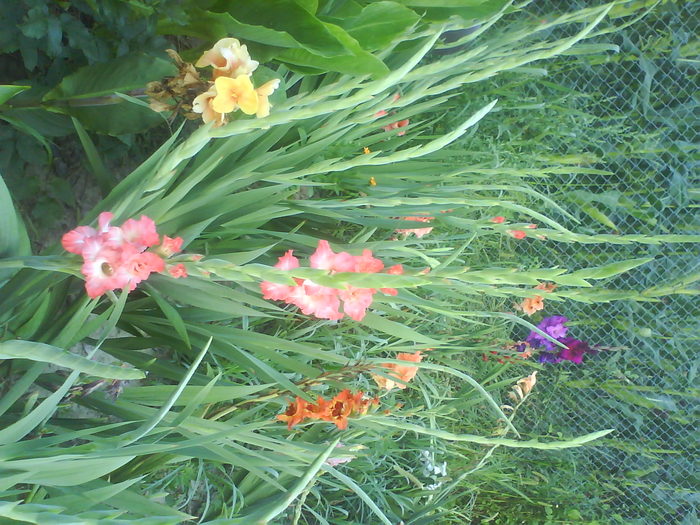 DSC02690 - gladiole 2010