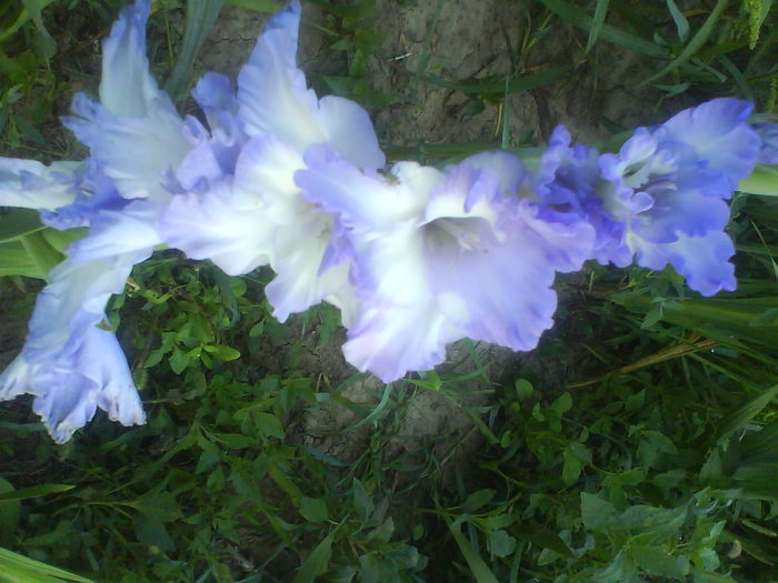 DSC02691 - gladiole 2010