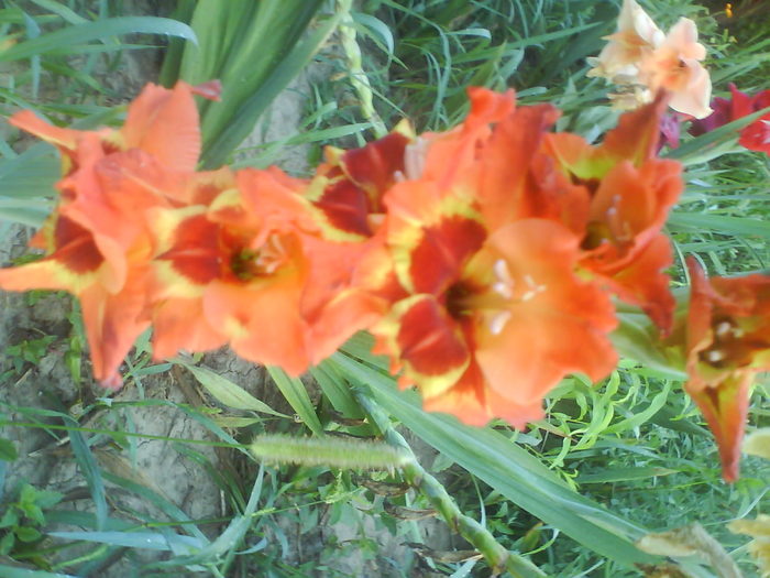 DSC02692 - gladiole 2010