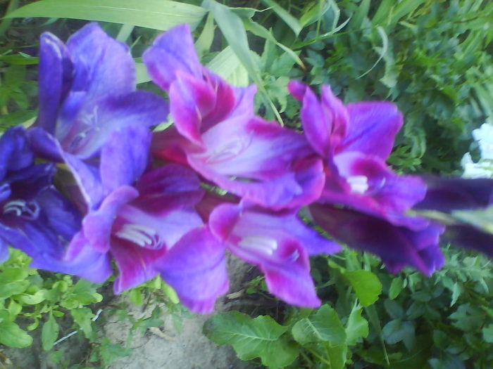 DSC02694 - gladiole 2010