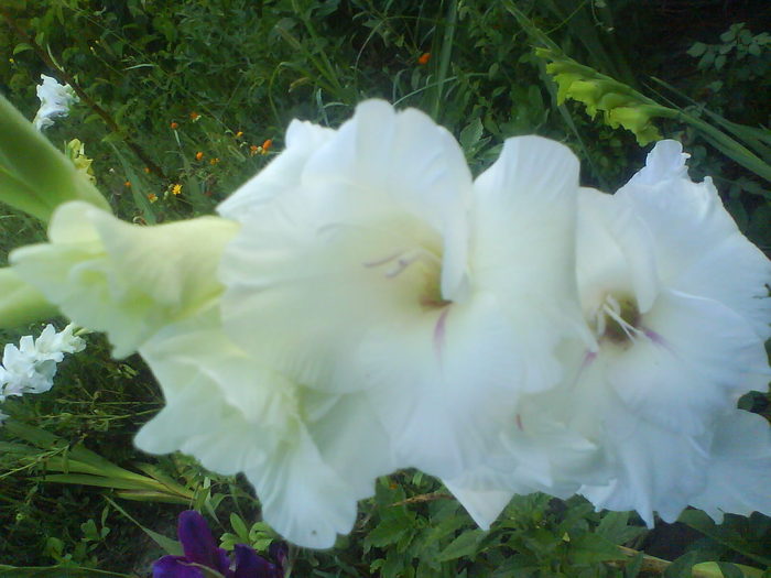 DSC02696 - gladiole 2010