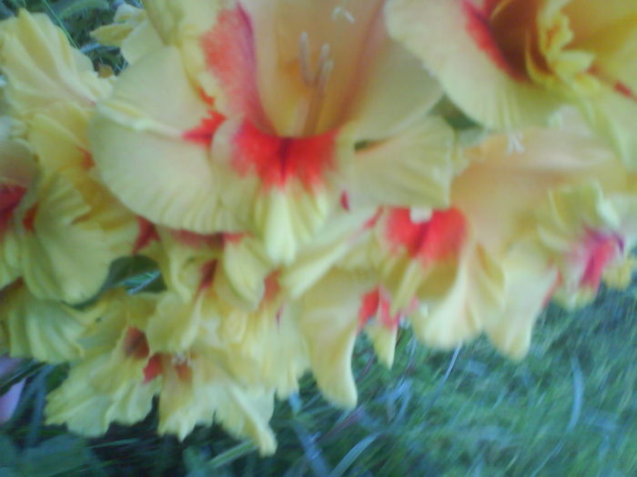 DSC02698 - gladiole 2010