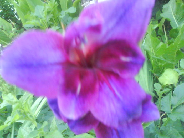 DSC02678 - gladiole 2010