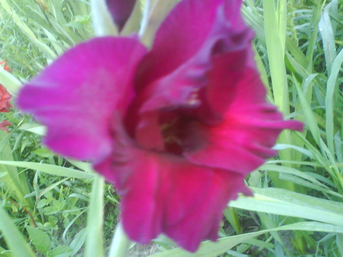 DSC02680 - gladiole 2010