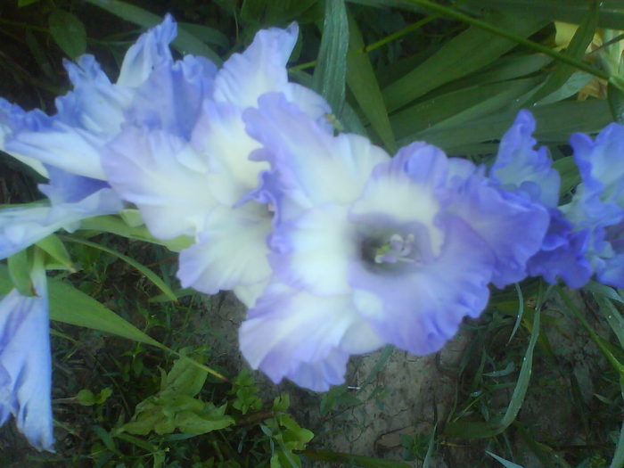 DSC02681 - gladiole 2010