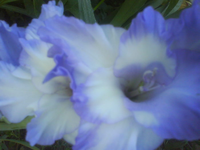 DSC02682 - gladiole 2010