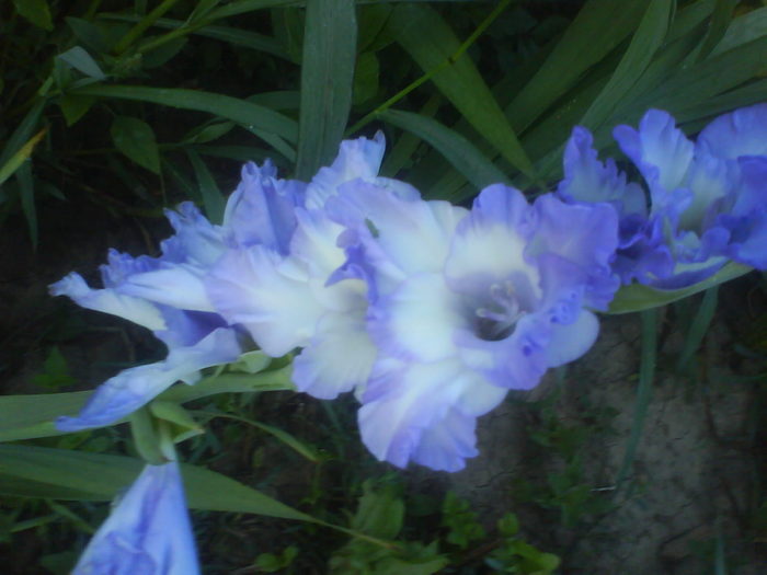 DSC02684 - gladiole 2010