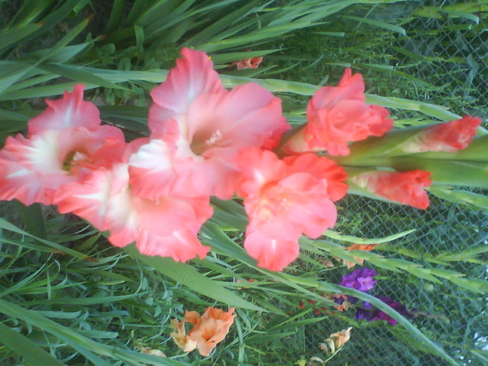 DSC02688 - gladiole 2010