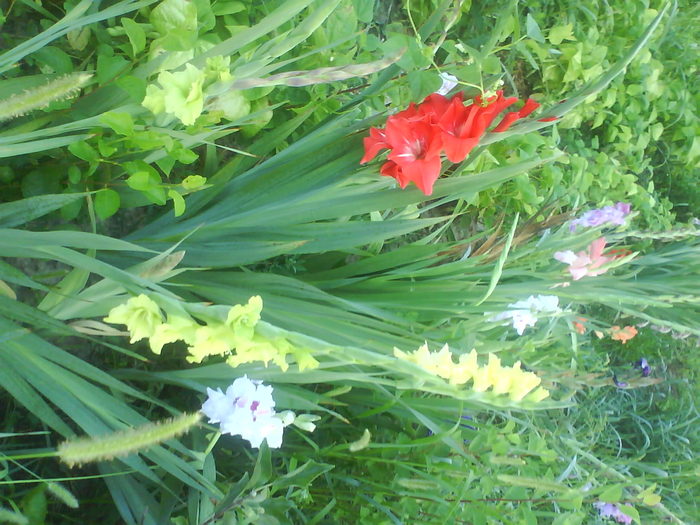 DSC02709 - gladiole 2010