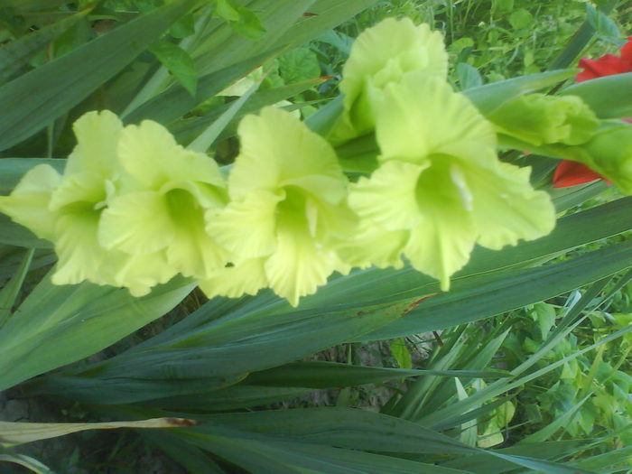 DSC02710 - gladiole 2010