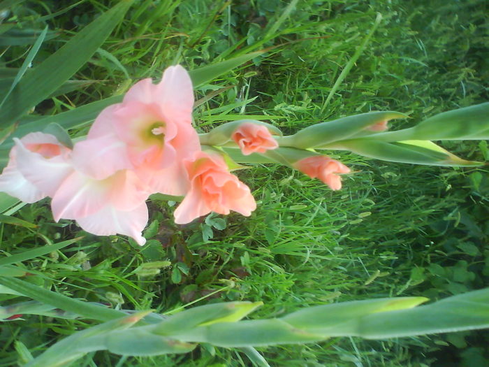 DSC02724