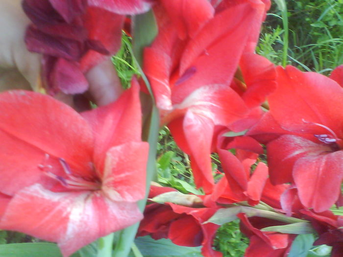 DSC02726