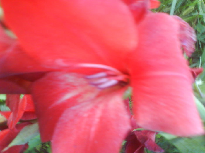 DSC02729 - gladiole 2010