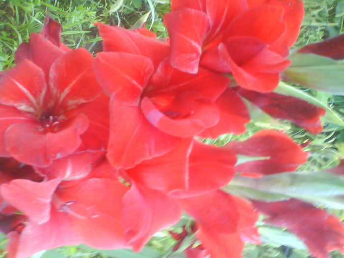 DSC02731 - gladiole 2010