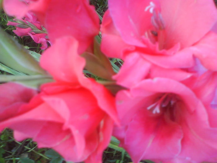 DSC02735 - gladiole 2010