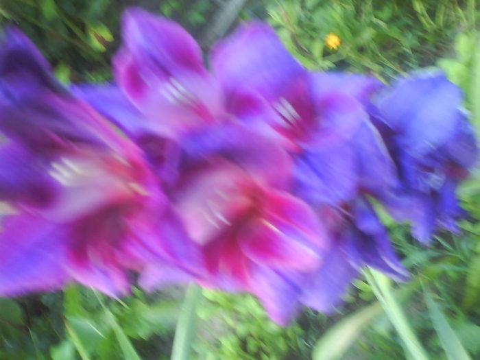 DSC02749 - gladiole 2010